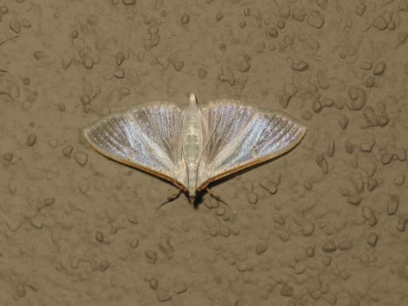 Palpita vitrealis, Crambidae